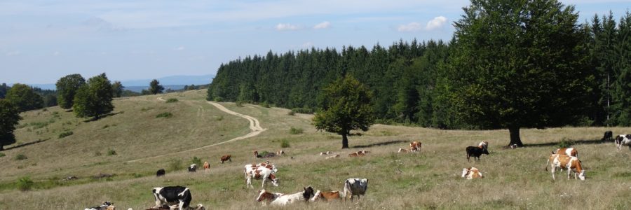 Vadas-tető