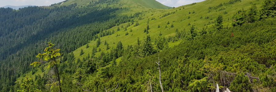 Horgas (Sztrimba)